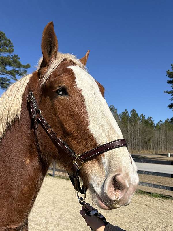 gait-belgian-horse