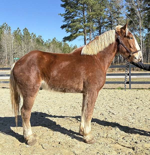 great-personality-belgian-horse