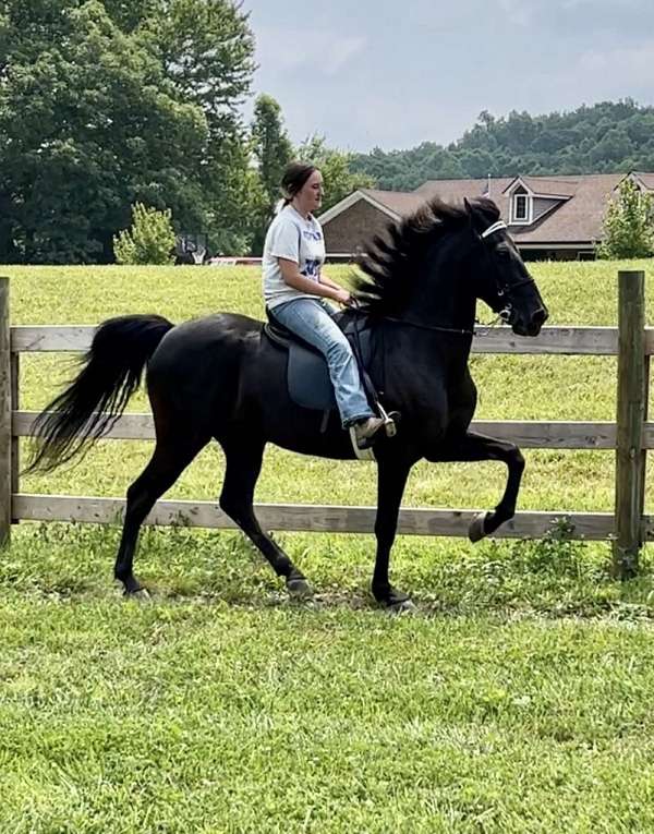 double-registered-rocky-mountain-horse