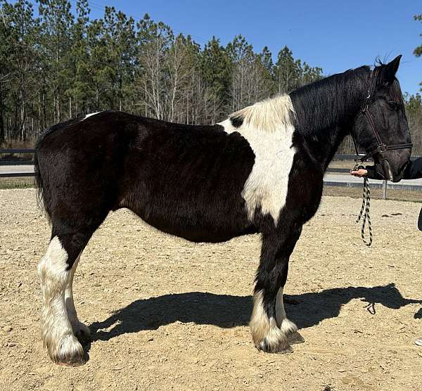 backs-draft-horse