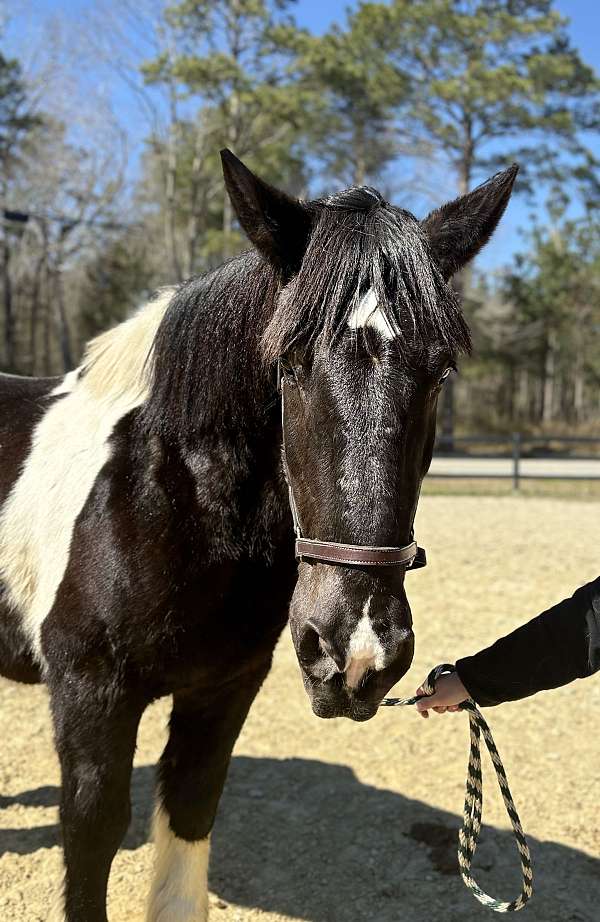 maverick-draft-horse