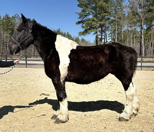 beginner-novice-draft-horse