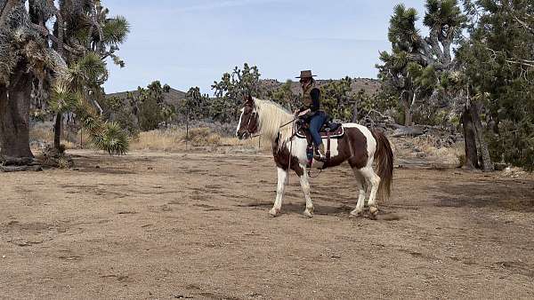 athletic-spotted-saddle-horse