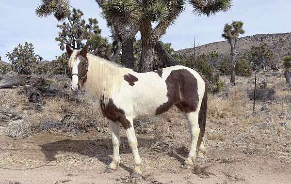 experienced-spotted-saddle-horse