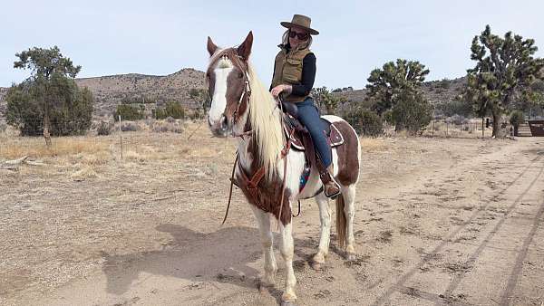 flashy-spotted-saddle-horse