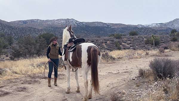 gaited-spotted-saddle-horse