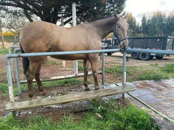 isabelo-andalusian-broodmare