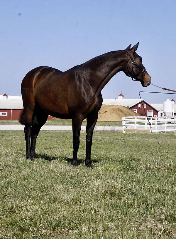 breeding-andalusian-horse