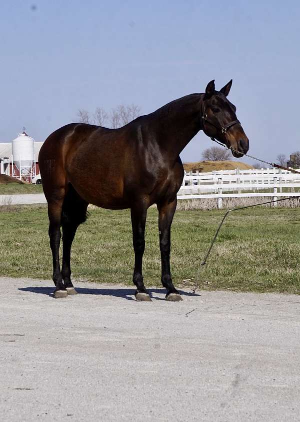 pre-andalusian-broodmare