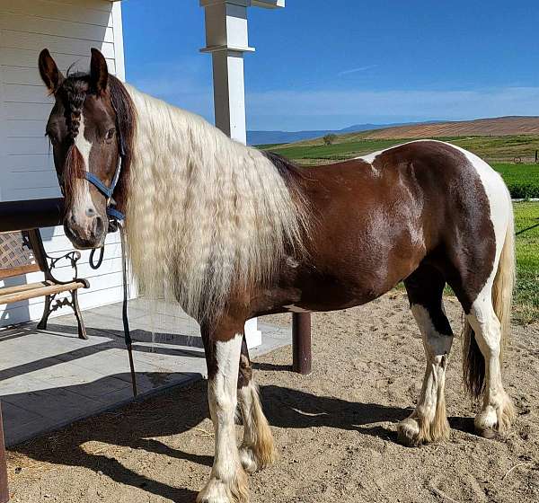 brown-all-around-trail-riding-horse