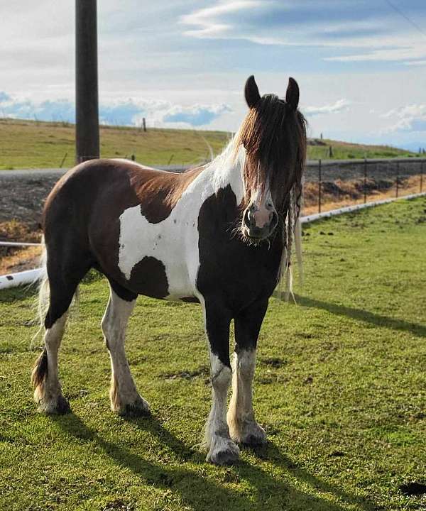 brown-tobiano-experienced-horse