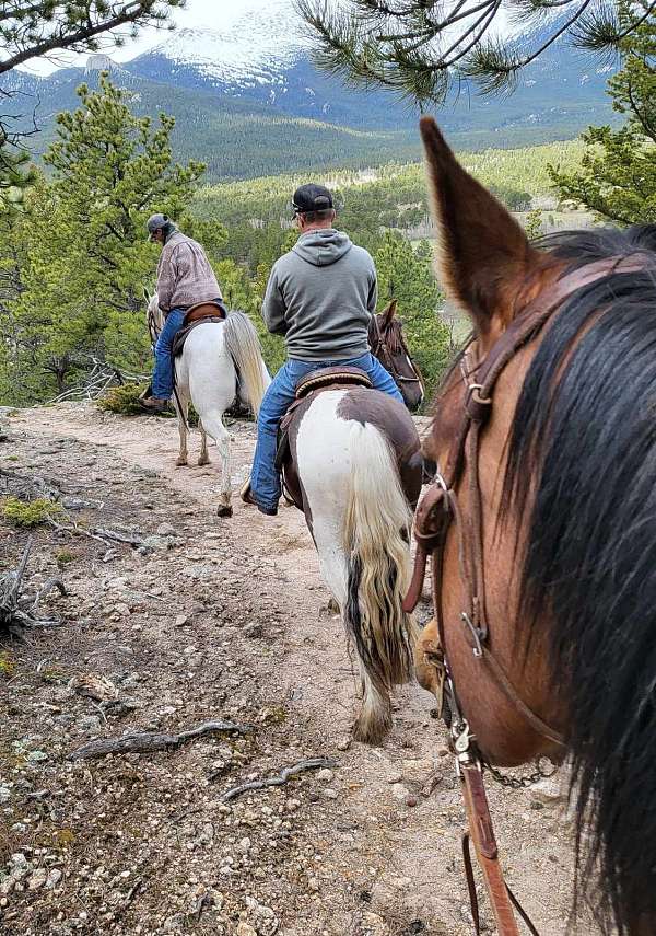 brown-tobiano-project-horse