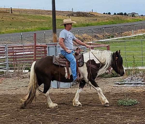 brown-tobiano-ranch-horse