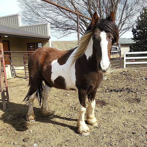 brown-tobiano-foal-for-sale