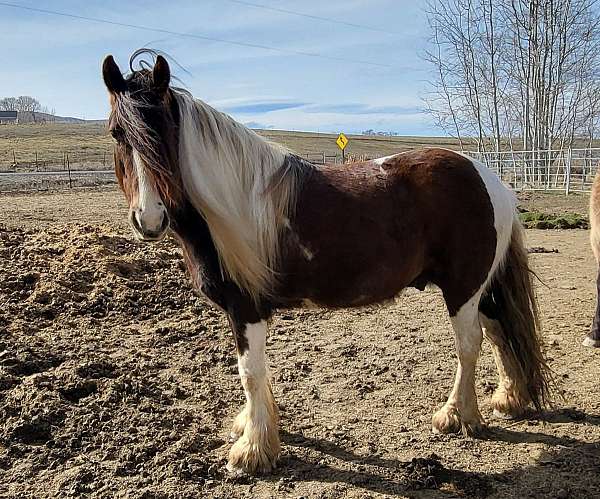 brown-tobiano-gelding