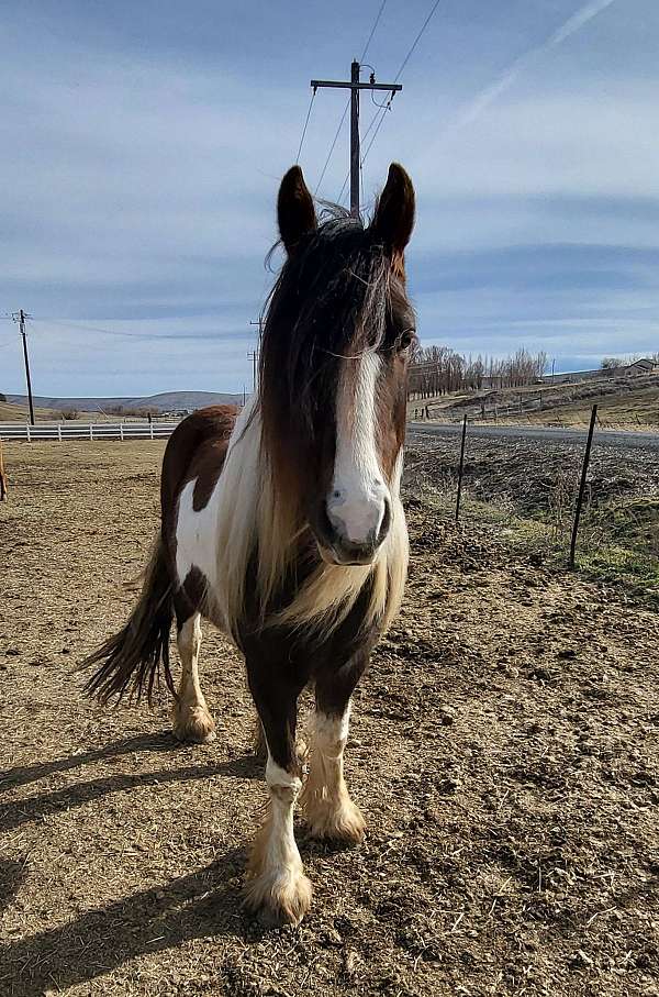 brown-tobiano-foal