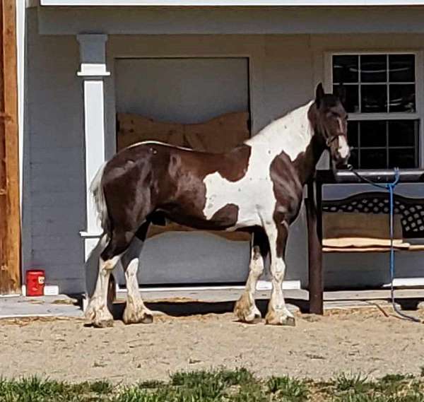 brown-tobiano-horse