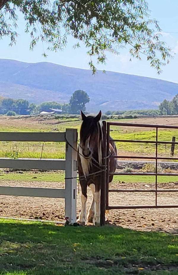 all-around-trail-riding-gypsy-vanner-horse