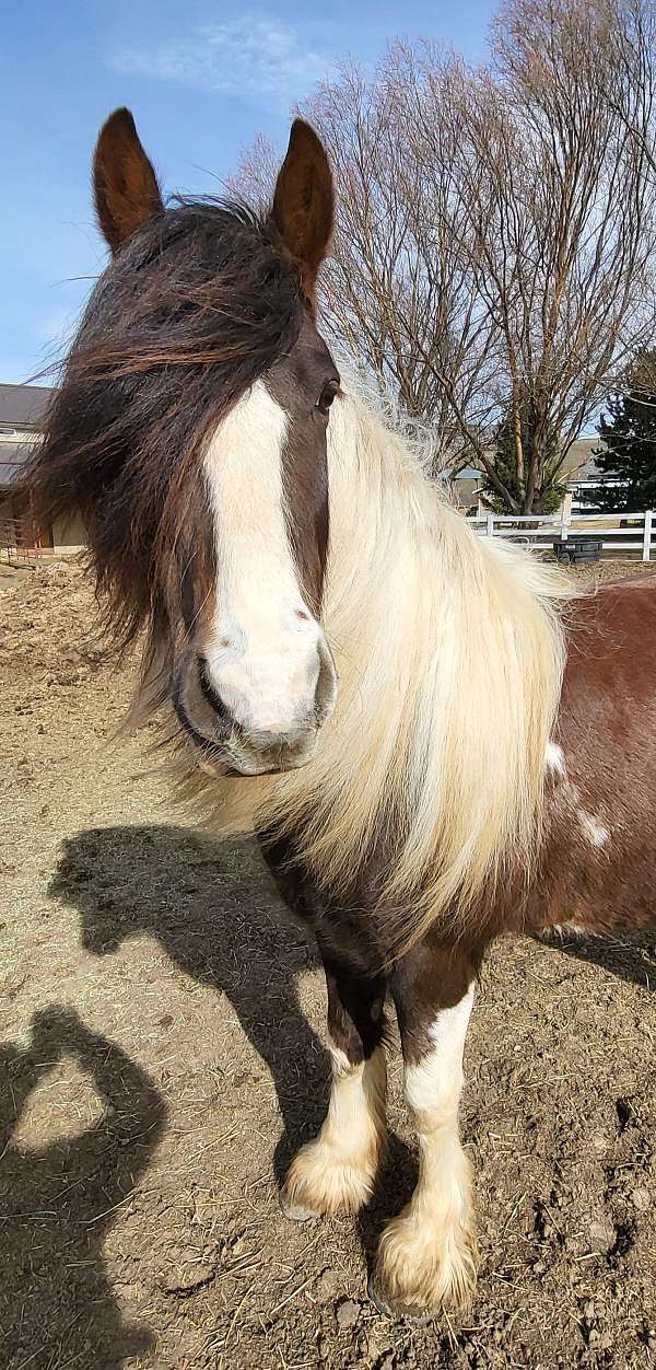 tobiano