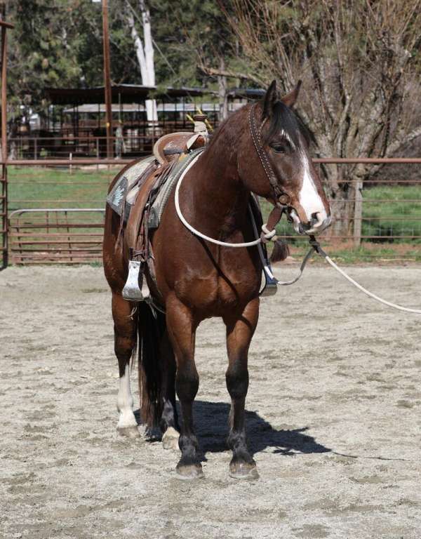 all-around-draft-horse