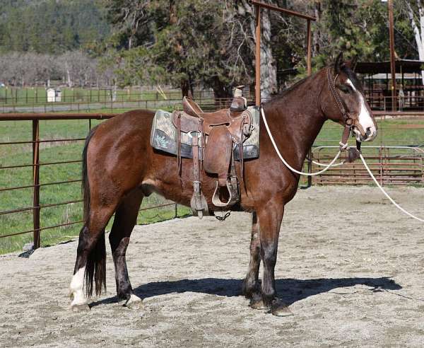 cross-draft-horse