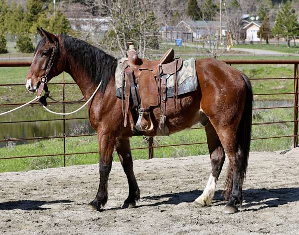 draft-horse