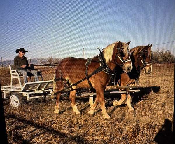 all-around-belgian-horse