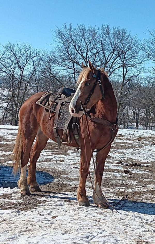 all-around-cross-belgian-palomino-horse