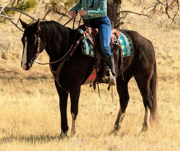 breeding-draft-horse