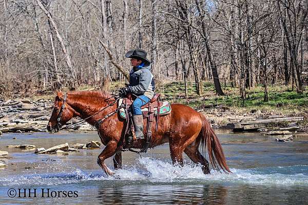 athletic-quarter-horse