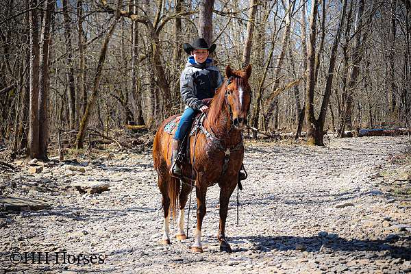 beginner-quarter-horse