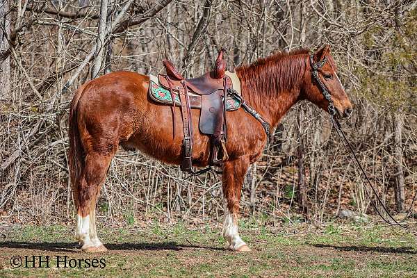 all-around-quarter-horse