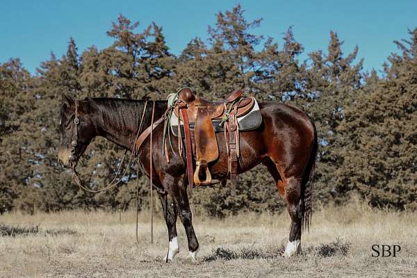 all-around-quarter-pony