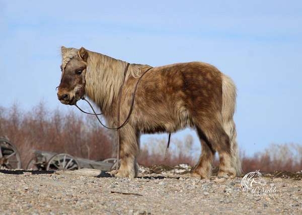 chocolate-palomino-trail-pony