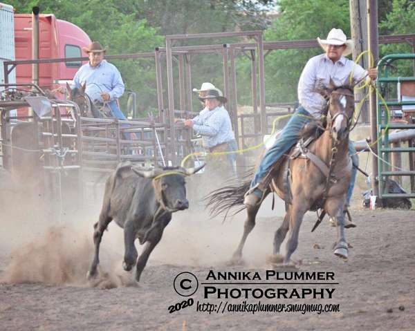 all-around-quarter-horse