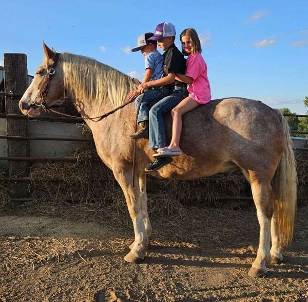 roan-cross-draft-horse