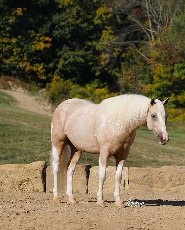 therapy-paint-pony