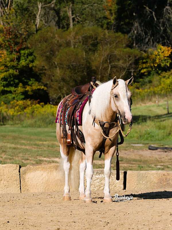 palomino-white-pony