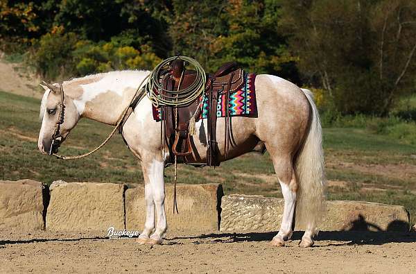 white-pony