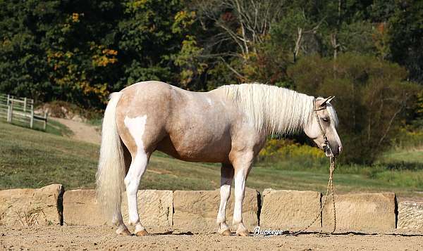 all-around-paint-pony