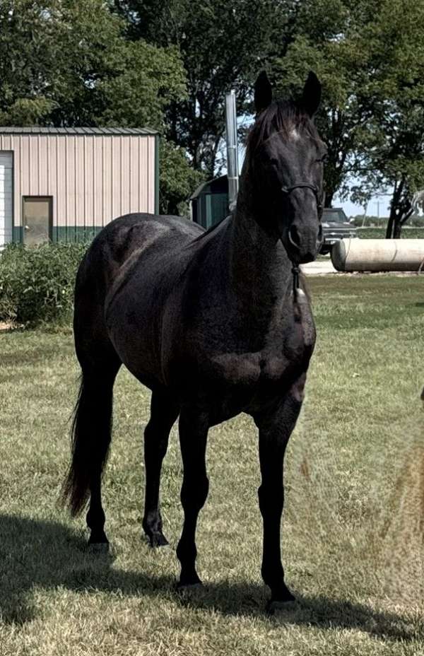 blue-roan-stallion-quarter-horse