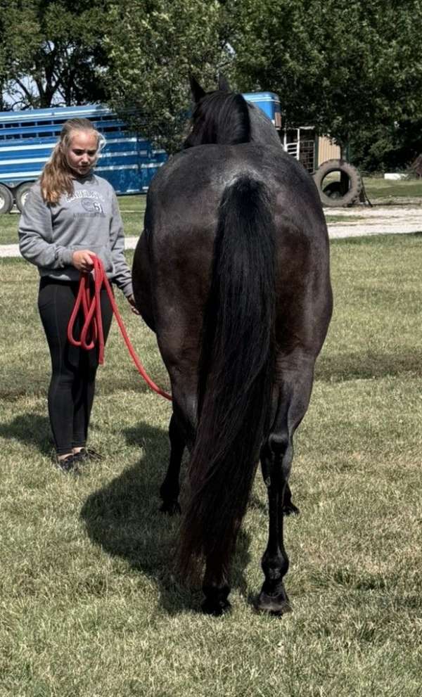 breeding-quarter-horse