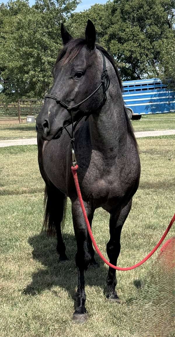 blue-roan-quarter-horse-stallion