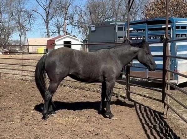 blue-roan-stallion-horse