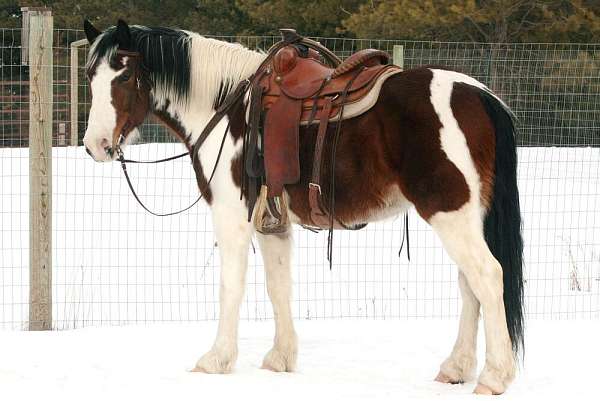 all-around-draft-horse