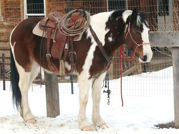 cross-draft-horse