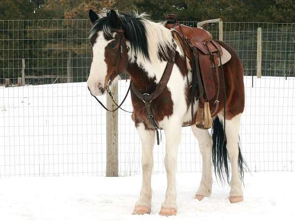 draft-horse