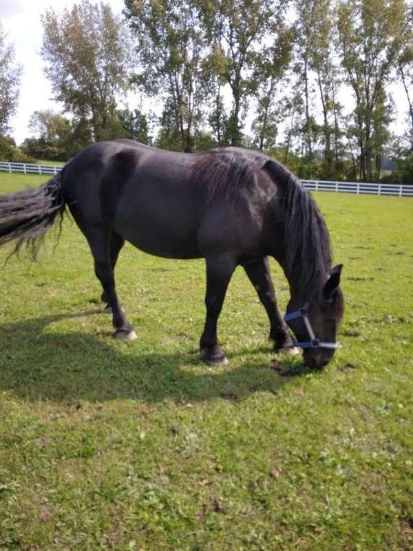 heavy-boned-friesian-horse