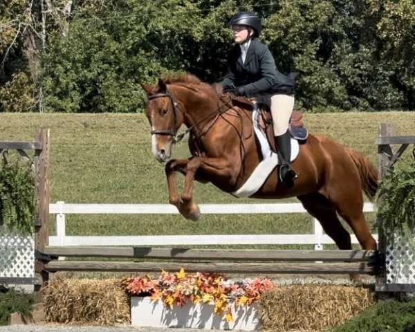 dressage-thoroughbred-horse