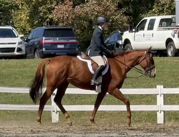 eventing-thoroughbred-horse